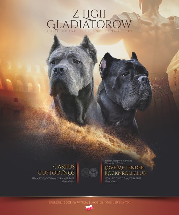 Cane Corso Italiano - ZkwP/FCI piękny samiec
