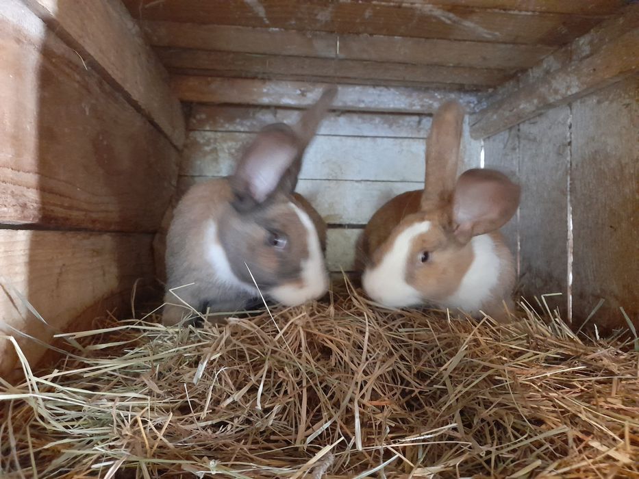 Króliki - samce I samice