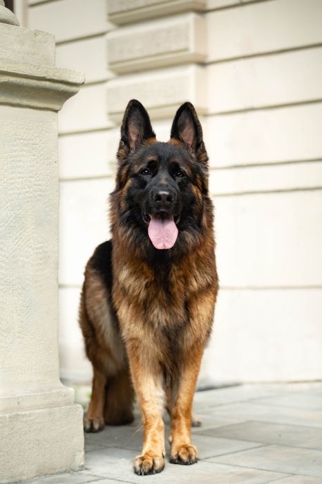 Owczarek Niemiecki Długowłosy Szczenięta