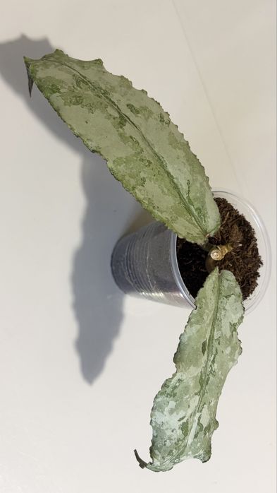 Хойя Hoya Undulata Silver