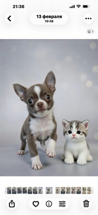 Малыш чихуахуа  с документами КСУ