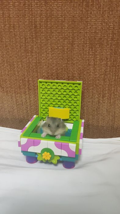 Хом'ячки джунгарики