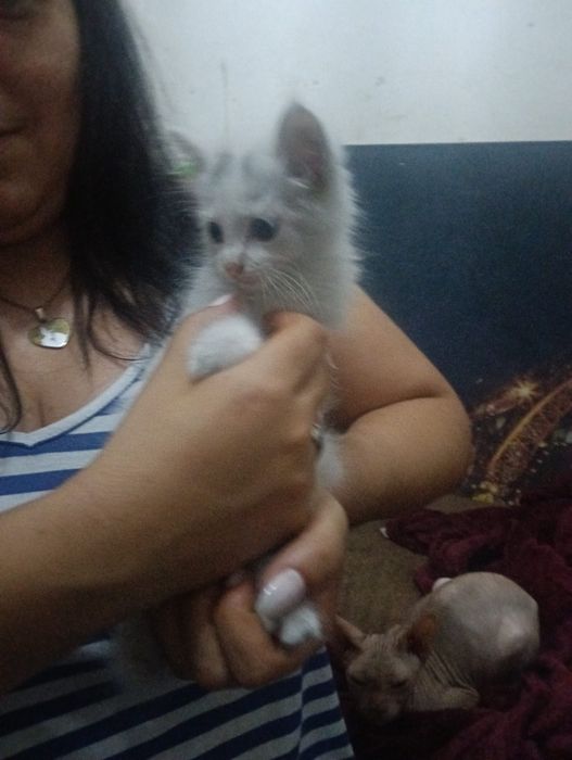 dois gatos olho de cada cor