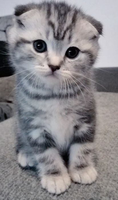 Menino fofo tabby silver