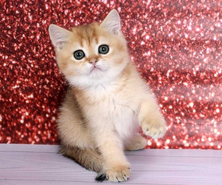 Суперська золота шиншила з домашнього розплідника-хлопчик