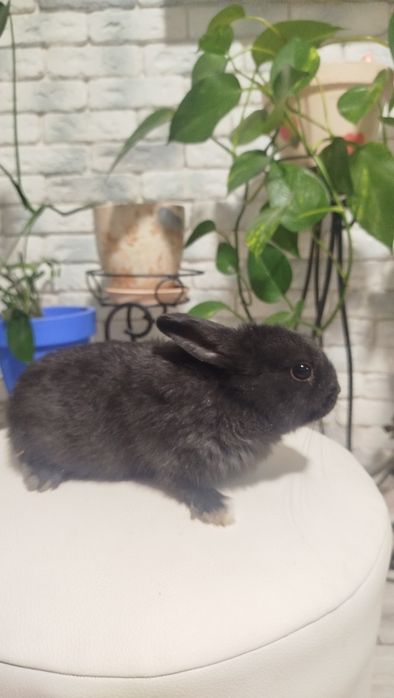 Кролик декоративний