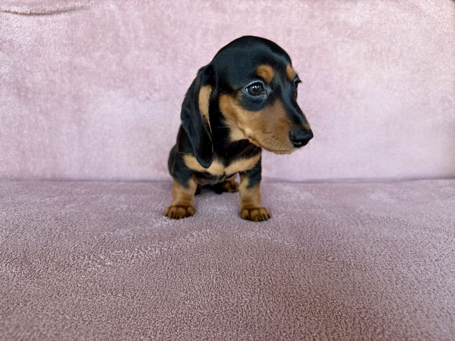 Jamnik miniaturowy suczka