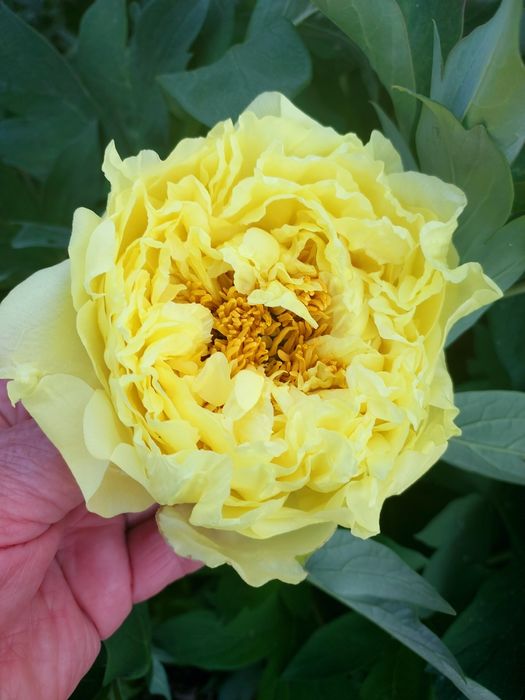 Пропоную квіти мого саду