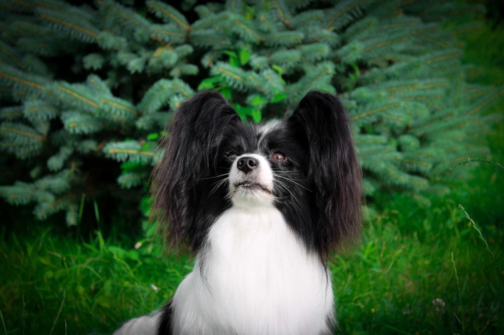 Чехія Юний Чемпіон України, Юний Гранд Чемпіон України Папійон вязка