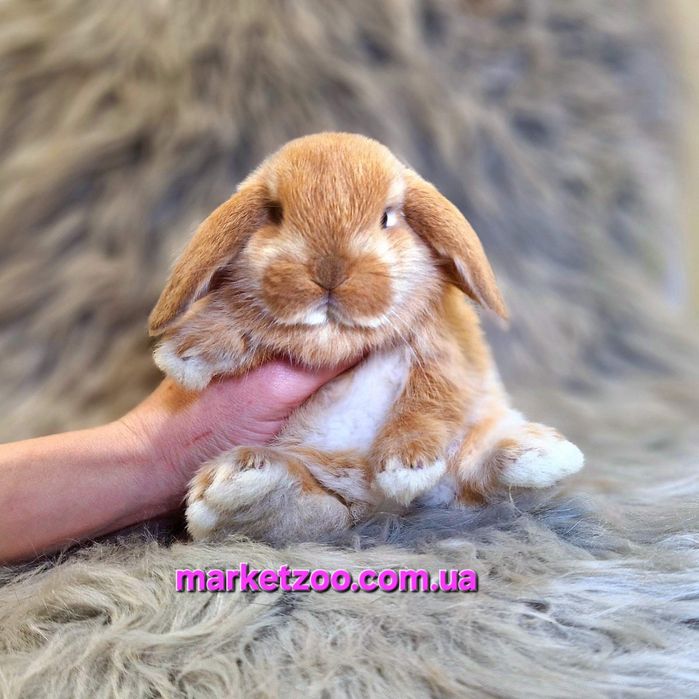 Карликовий міні кролик Карликовый мини  вислоухий баран mini lop
Окра