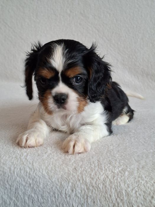 Cavalier słodka sunia