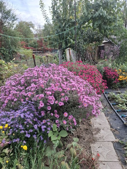 Герань пеларгонія астра