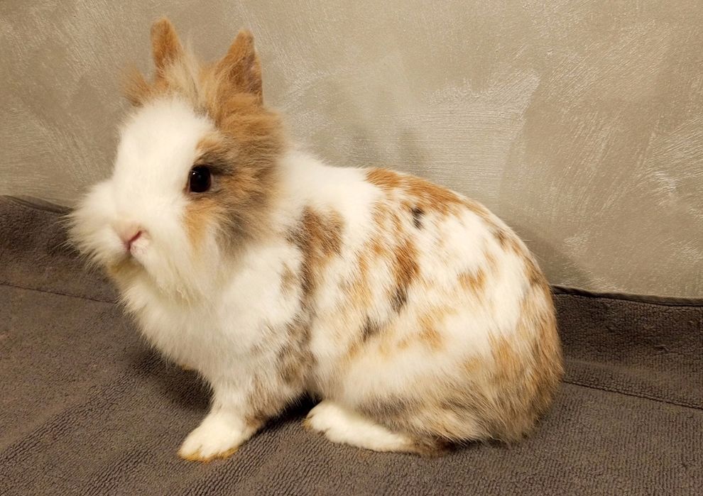 Królik miniaturka samica
