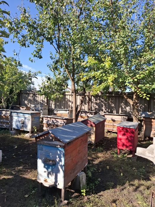 Продам бджолопакети/бджолосім'ї на українську рамку