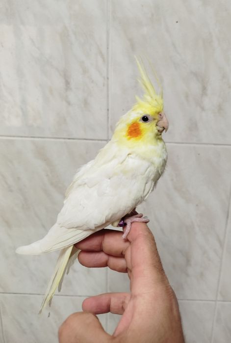 Caturra criada á mão