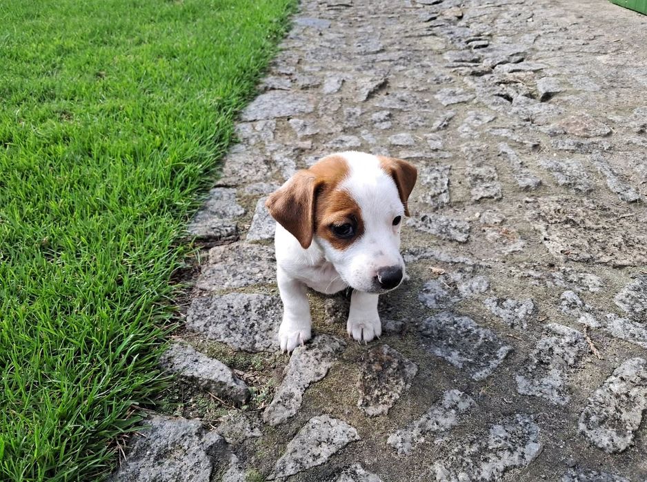 Jack Russell Terrier suczka