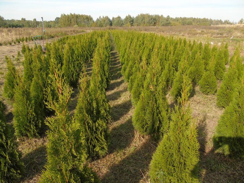 Tuja szmaragd 180-220 cm