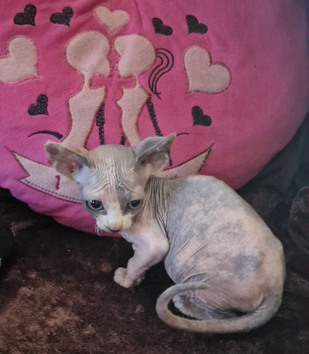 Gatinha sphynx .