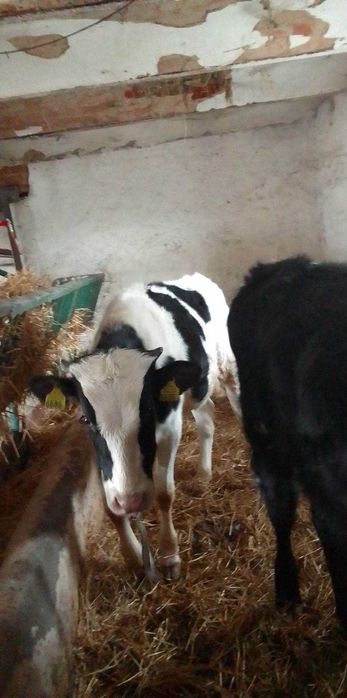 Sprzedam 2 cielaki jeden mięsny 300kg