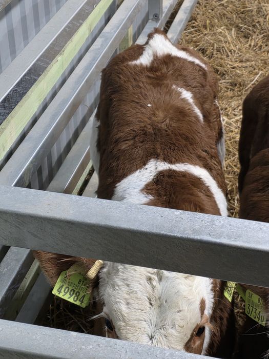 Byczki simentale 10 sztuk