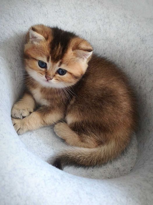 Британський котик. Кошеня золота шиншила