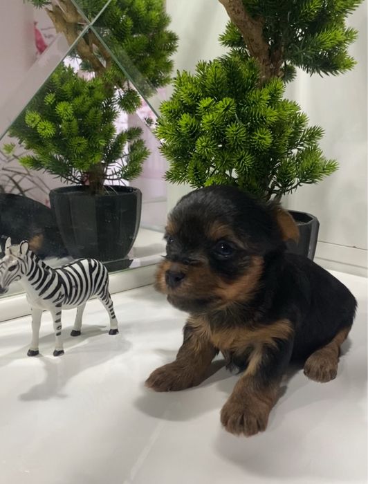 Yorkshire terrier  śliczny mini piesek  na kolanko