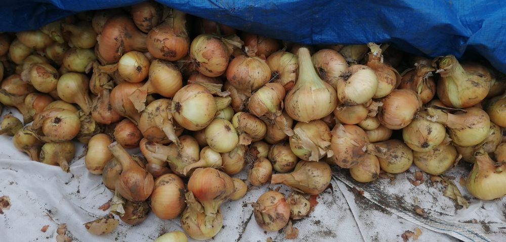 Продам цибулю озиму