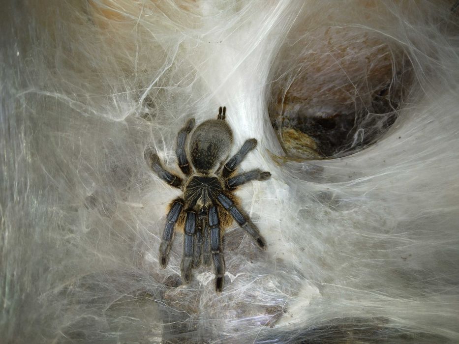 Harpactira pulchripes L2