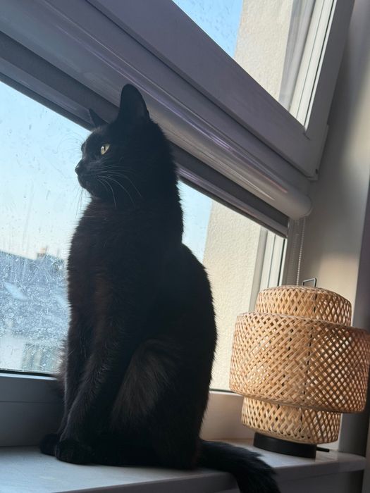 Kot i kotka do oddania