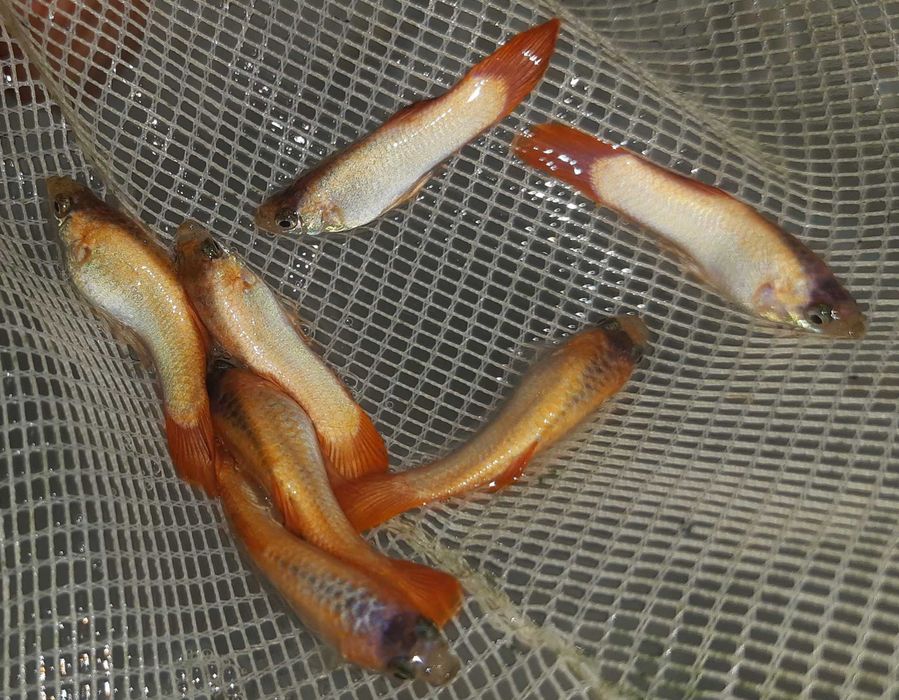 Gupik odmiana PINK TAIL - Poecilia reticulata - dowozimy, wysyłamy
