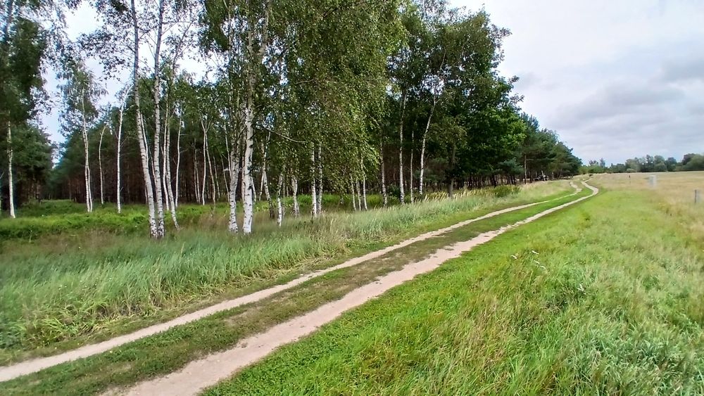 1.76 ha Raj dla koni przy granicy Gniezna! (las + wielka polana pod padok) - Widok 4