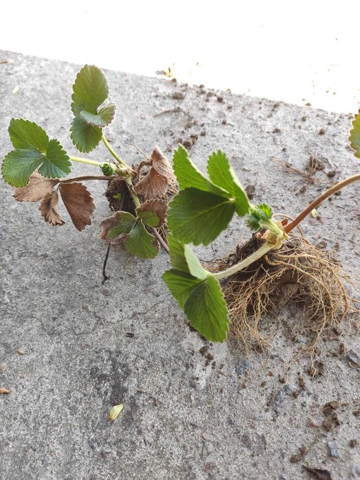 Розсада полуниці