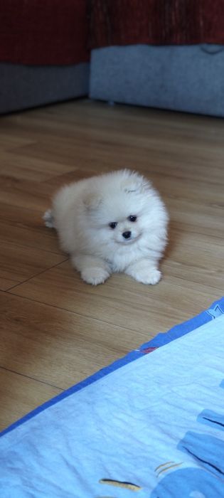 Szpic Miniaturowy - suczka