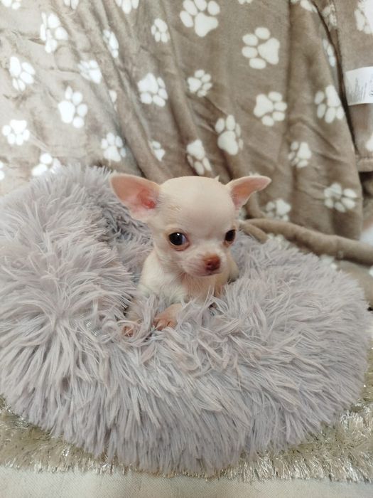 Chihuahua fêmea pelo curto