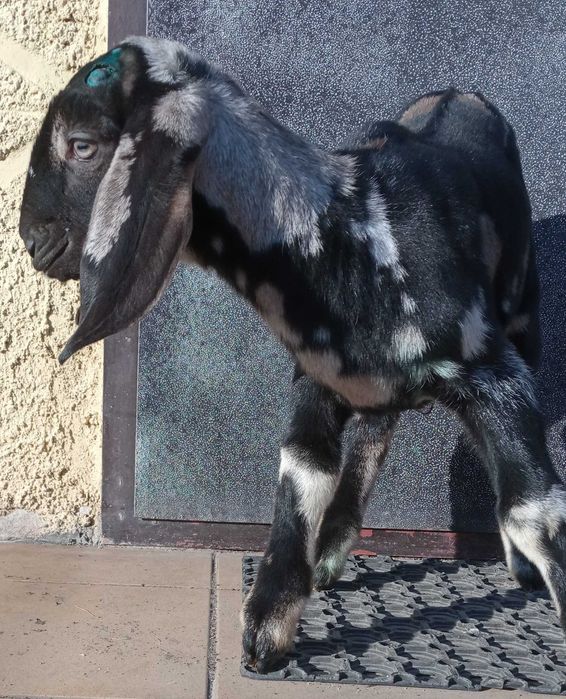 Козлик.кози.козенята.