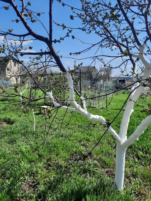 Дача,даманский, придорожное