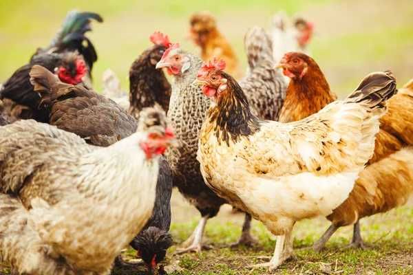 serwatka suszona wydajny koncentrat w proszku kury drób gołębie itp.