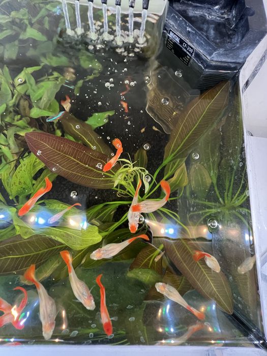 Gupiki Red Koi - ryby - młode gupiki