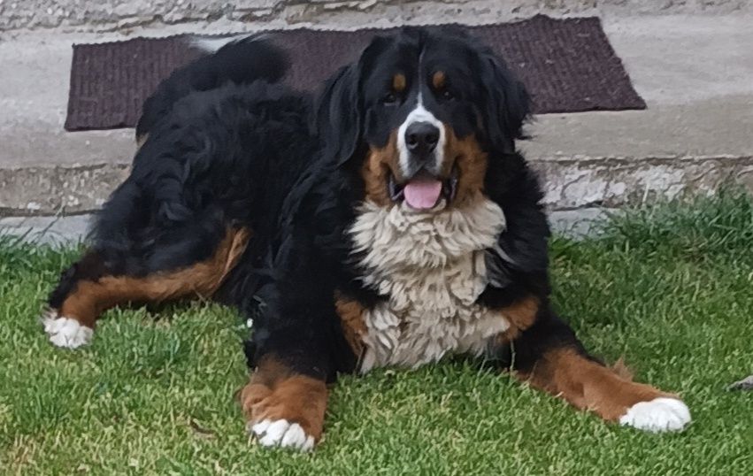 Хлопчик для в'язки Бернський зененнхунд