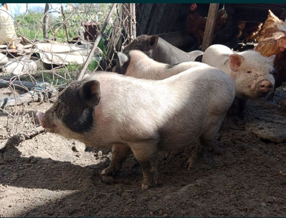 Поросята есть свинки и кабанчики