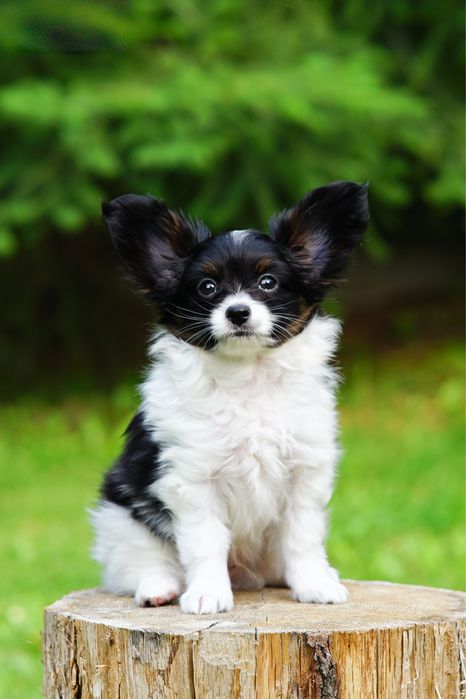 Papillon po championach