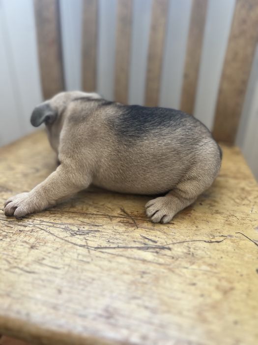 Bulldog frances  macho top
