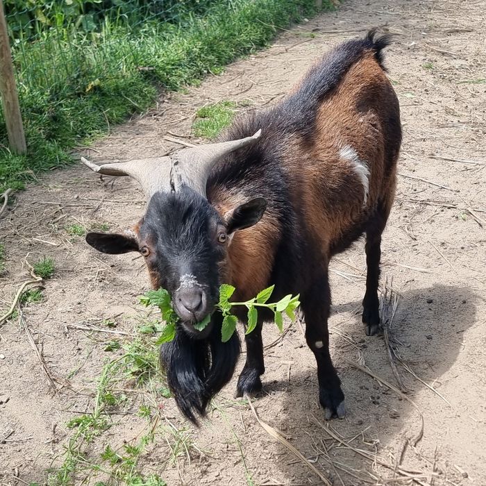 Cabrito / Bode com 20 meses de idade