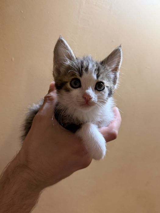 Котята ищут дом