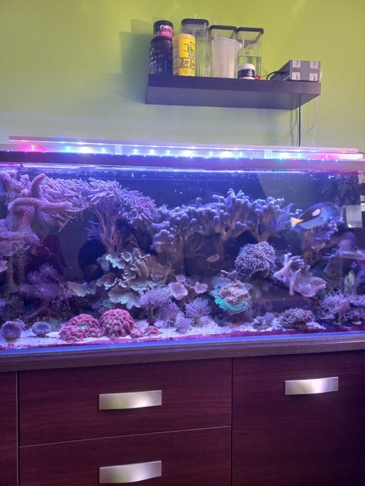 Akwarium morskie koralowce