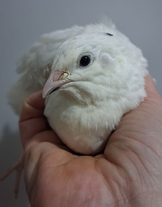 Przepiorki Texas koguty