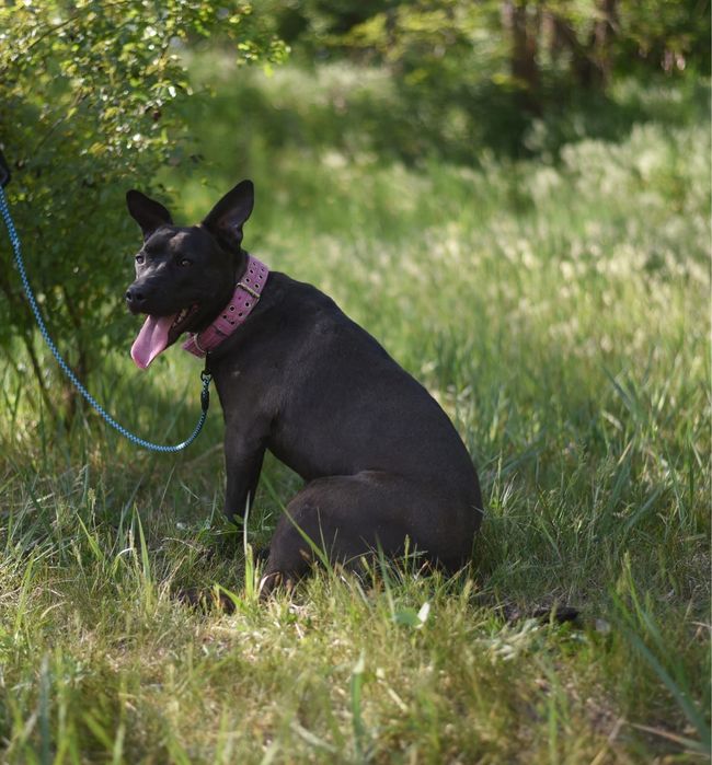 Urocza suczka w typie amstaffa szuka domu!