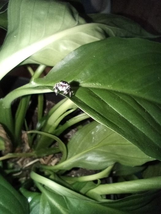Skakun Królewski Phidippus Regius Apalachicola Samica L5