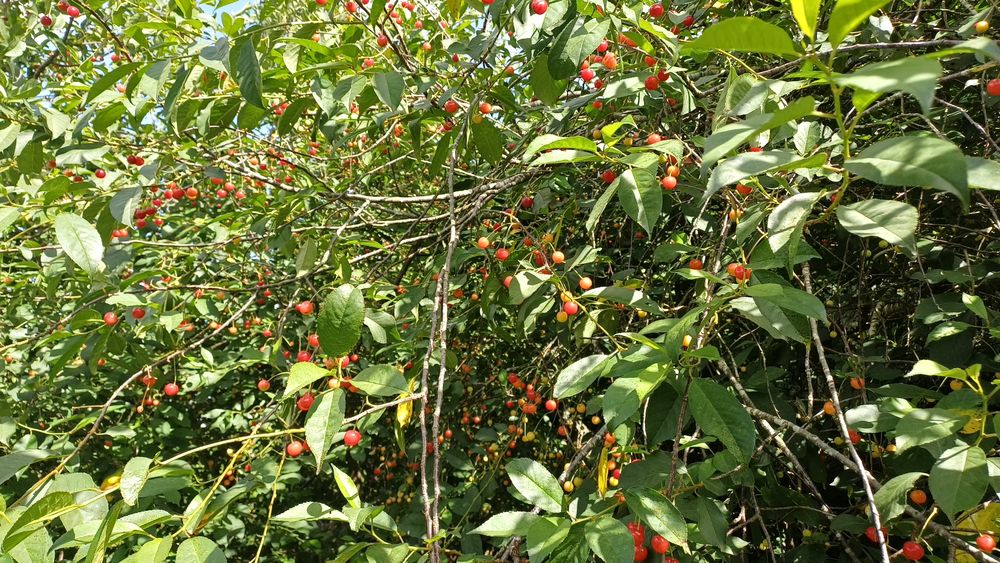 Ginja Biologica Boa