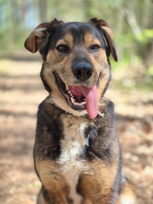 Fred - Delikatny piesek szuka domu  / do adopcji